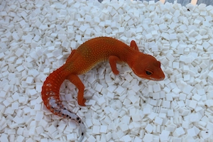 Leopardgeckos 2026 versch. Farbvarianten wie Black Night, Bell Albino, Mandarine, Bold