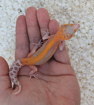 Leopardgeckos 2026 versch. Farbvarianten wie Black Night, Bell Albino, Mandarine, Bold