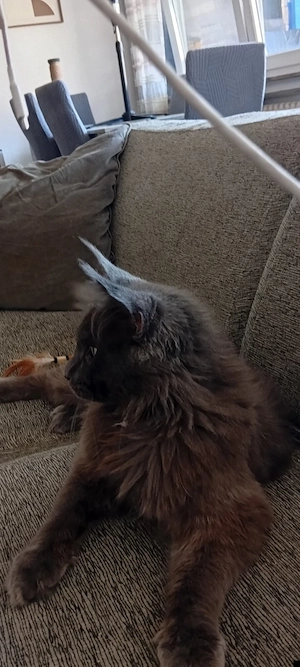 Reinrassige Deckkater Blau smoke Maine coon Odin...