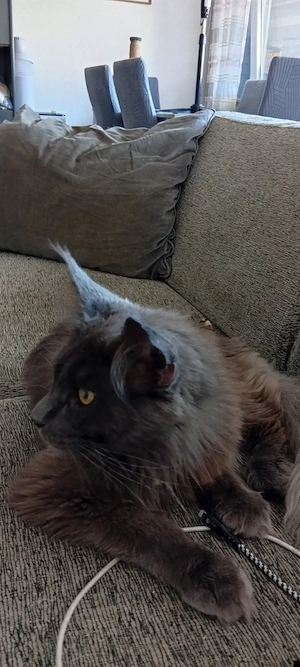 Reinrassige Maine coon Deckkater Odin  Bild 3
