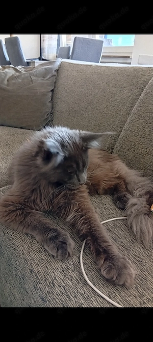 Reinrassige Maine coon Deckkater Odin  Bild 4
