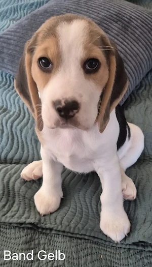 ABGABEBEREIT Diese Süßen Beagle Welpen suchen noch ein Zuhause 