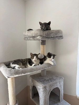 Katzenkinder 