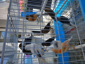 Kanarienvogel aus diesem Jahr 