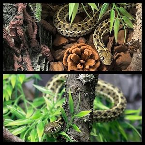 1.1 thamnophis marcianus und 1.0 Thamnophis radix 