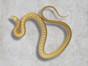 1.1 thamnophis m. marcianus 