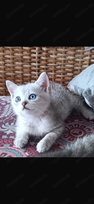 Süßer weiß-grau-weißer Kater sucht neues Zuhause