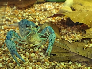 Blauer Floridakrebs mit Futter