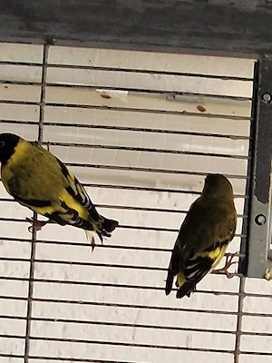 vogel  zeisiche