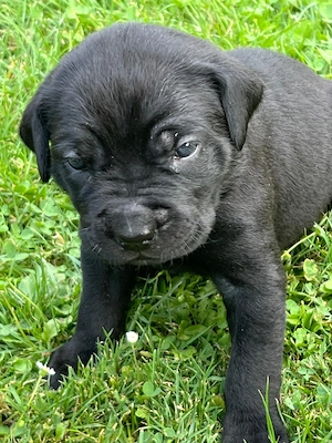 Cane Corso   Rottweiler Welpen suchen liebevolle Zuhause Bild 4