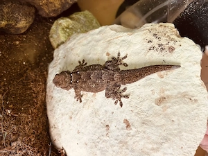 Mauergecko zuverschenken