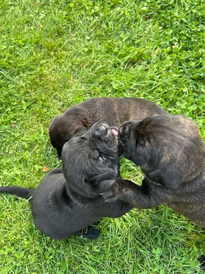 Cane Corso   Rottweiler Welpen suchen liebevolle Zuhause Bild 7