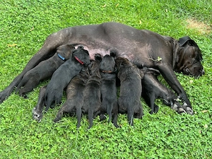 Cane Corso   Rottweiler Welpen suchen liebevolle Zuhause Bild 2