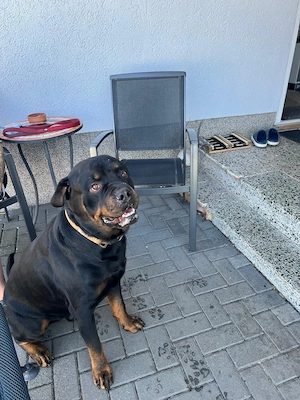 Cane Corso   Rottweiler Welpen suchen liebevolle Zuhause Bild 3