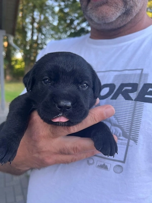 Cane Corso   Rottweiler Welpen suchen liebevolle Zuhause