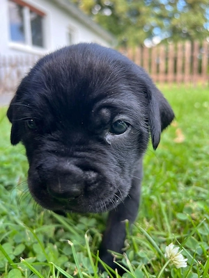 Cane Corso   Rottweiler Welpen suchen liebevolle Zuhause Bild 5