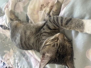 Liebevoller & geimpfter BKH-Mix Kater "Tom" sucht ein schönes Zuhause