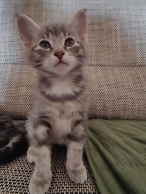 Katzenbabies - Kitten abzugeben