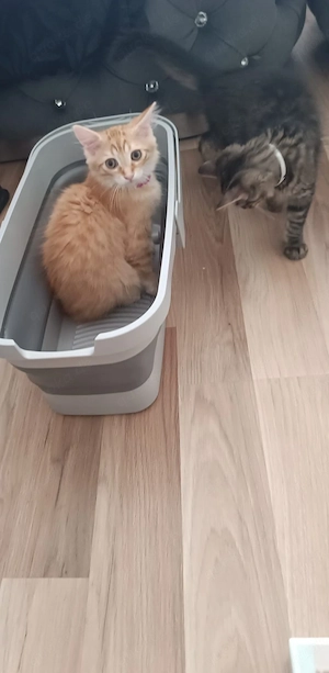 4x wunderschönes Katzen 2 männlich 2 weiblich sehr süß 