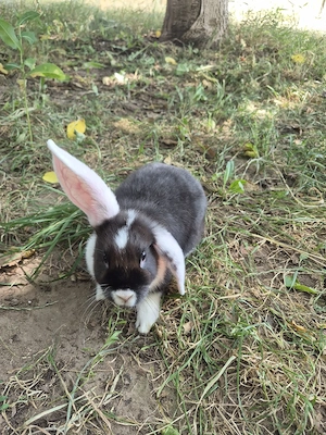 Zwergkaninchen-Jungtiere abzugeben