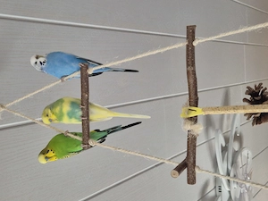 4 Wellensittiche, 2 Pärchen, Nähe Zweibrücken abzugeben 