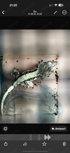 Krongecko Weibchen
