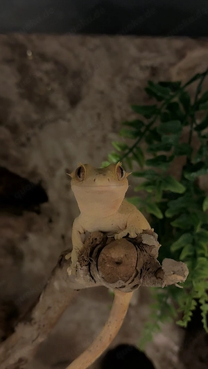 Krongecko Weibchen, Dalmatiner