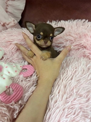 Mini Choco Chihuahua Rüde 