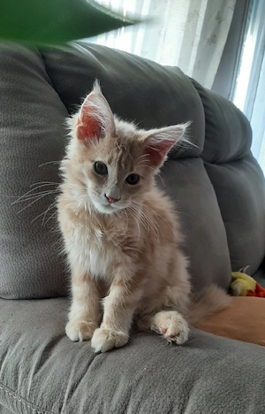 Maine Coon kitten Reinrassig 