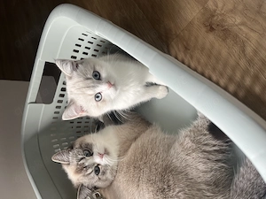 Weiße BKH Kitten