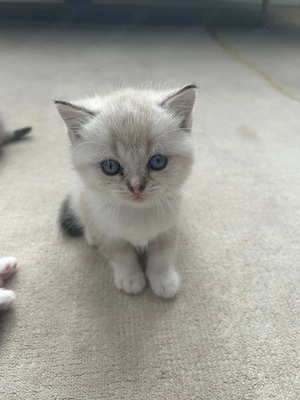 Weiße BKH Kitten Bild 5
