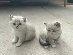 Weiße BKH Kitten Bild 6