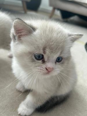 Weiße BKH Kitten Bild 2