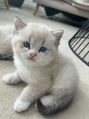 Weiße BKH Kitten Bild 3