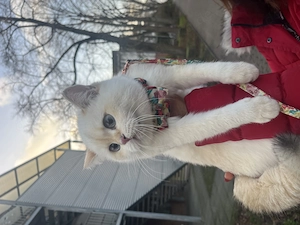 Weiße BKH Kitten Bild 4