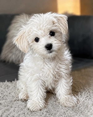 Mini-Malteser-Shih-Tzu sucht liebevolles Zuhause     