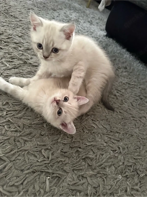 süße BKH Kitten reinrassig