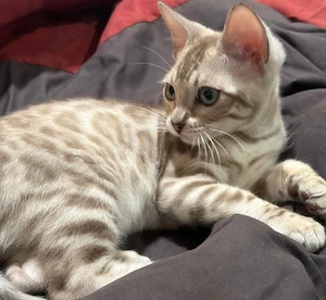  !!DRINGEND!! Bengal Katzen  