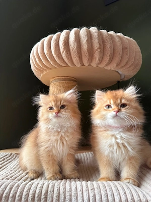 Bkh Blh Kitten suchen ein Liebevolles Zuhause 