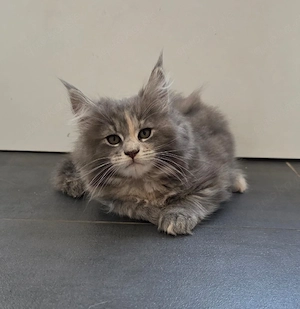 Maine coon kitten 