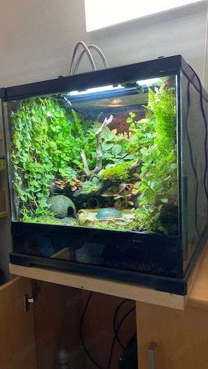 Regenwald Terrarium komplett eingerichtet