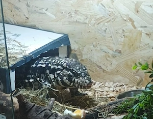 weibliche Tegu-Dame (ca. 4 Jahre alt) in gute und erfahrene Hände abzugeben