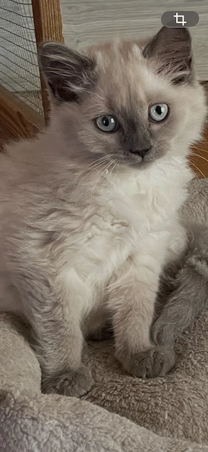 Süße, reinrassige BKH Kitten abzugeben.