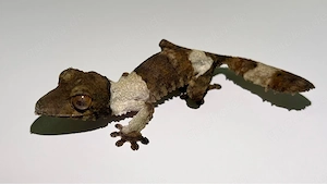 Uroplatus Henkeli