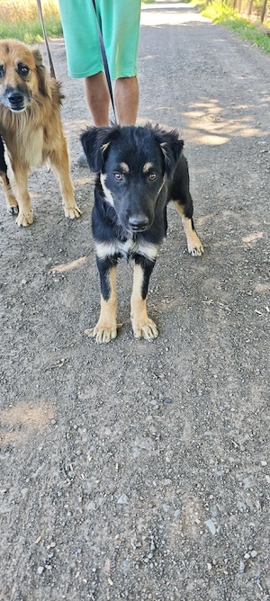  Altdeutscher Hütehund 