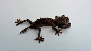 uroplatus ebenaui 