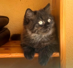 Reinrassige BKH und BLH Kitten abgabebereit! 