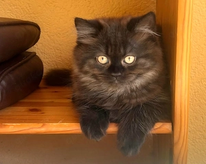 Reinrassige Britisch Lang(kurz)Haar BLH Wunderschöne Kitten liebevoll aufgezogen