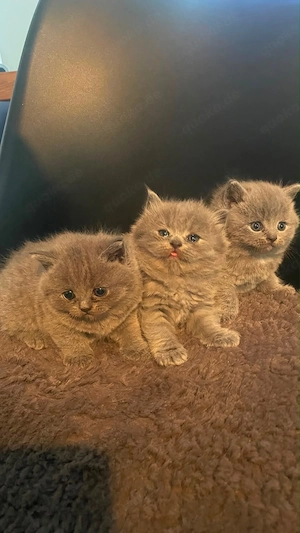 BKH Kitten Abzugeben 