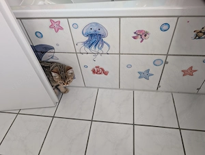 BKH Kater sucht sein Zuhause 